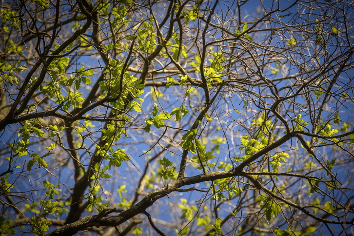 Espezie autoktonoak landatuko dituzte Lurgaia Fundazioaren laguntzarekin.