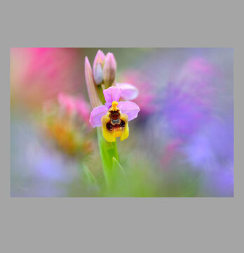 Lehikaetara aurketzutako argazki bat, irudian.