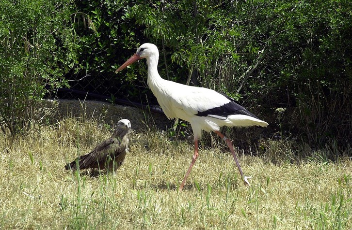 Animaliak Martiodako zentroan, artxiboko irudian.
