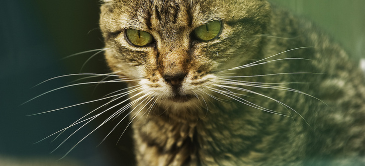 Animalia mota ezberdinen zaintzak duen eragina aztertu dute ikerlanean.