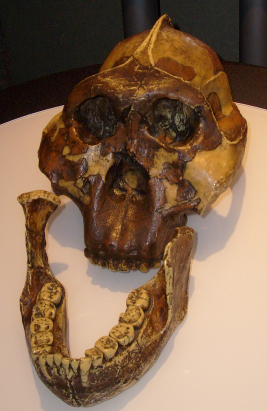 Australopithecus boisei kraneoaren erreplika, Mary Leakeyk 1959an aurkitua.