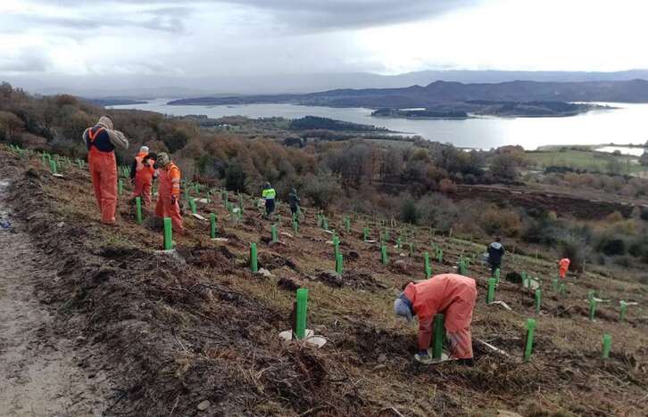 Irudian, tokiko espezieak birlandatzeko lanak.
