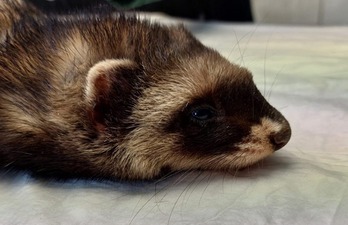 Mila animalia baino gehiago artatu zituen Arabako zentroak.