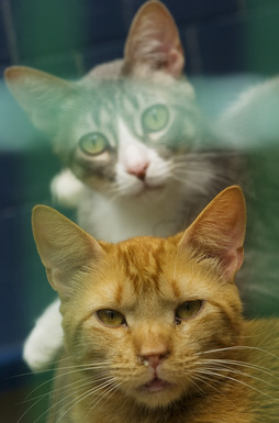 Katuen kolonien kudeaketa da ordenantza berriak jorratu duen ataletako bat.